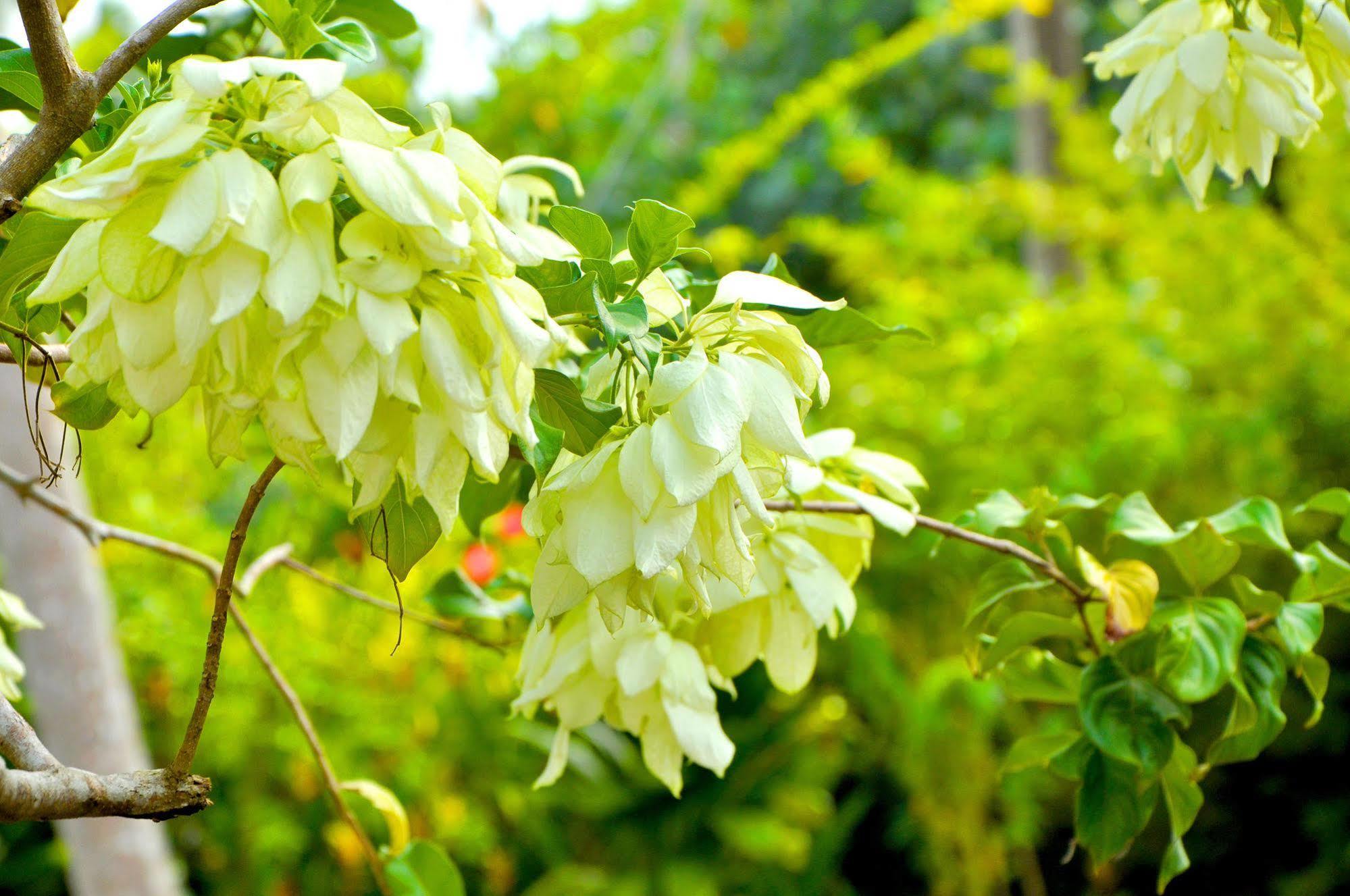 Sakura Villa ベントータ エクステリア 写真